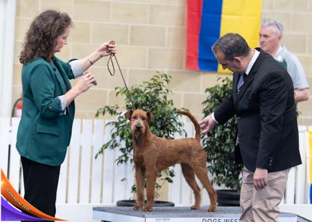Irish Terrier for sale by KUSHTIBOK