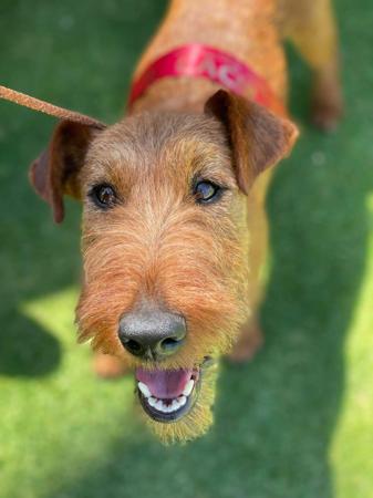 Irish Terrier for sale by KUSHTIBOK