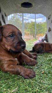 Irish Terrier for sale by KUSHTIBOK