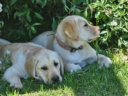 Labrador Retriever for sale by STRAYSTREAM