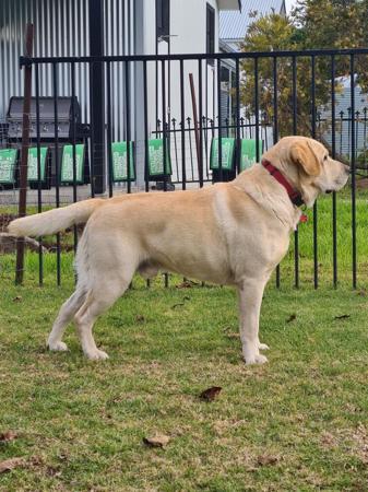 Labrador Retriever for sale by STRAYSTREAM
