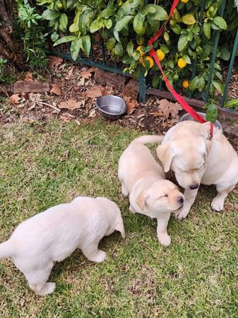 Labrador Retriever for sale by STRAYSTREAM