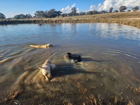 Labrador Retriever for sale by STRAYSTREAM
