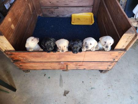 Labrador Retriever for sale by STRAYSTREAM