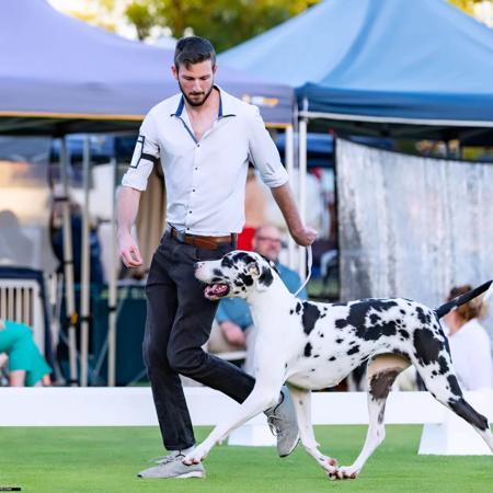 Great Dane for sale by OMNIMOON