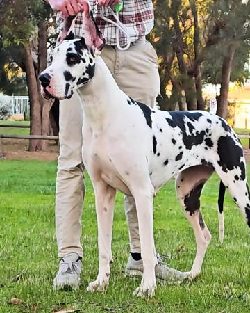 Great Dane for sale by OMNIMOON