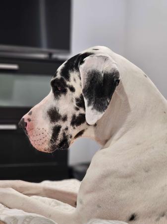 Great Dane for sale by OMNIMOON