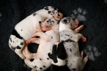 Great Dane for sale by OMNIMOON