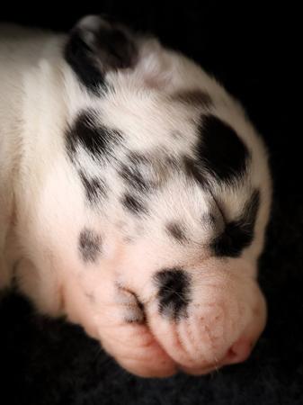 Great Dane for sale by OMNIMOON