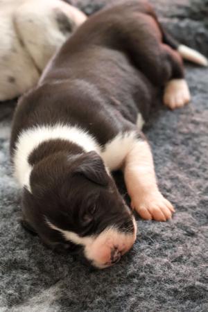 Great Dane for sale by OMNIMOON