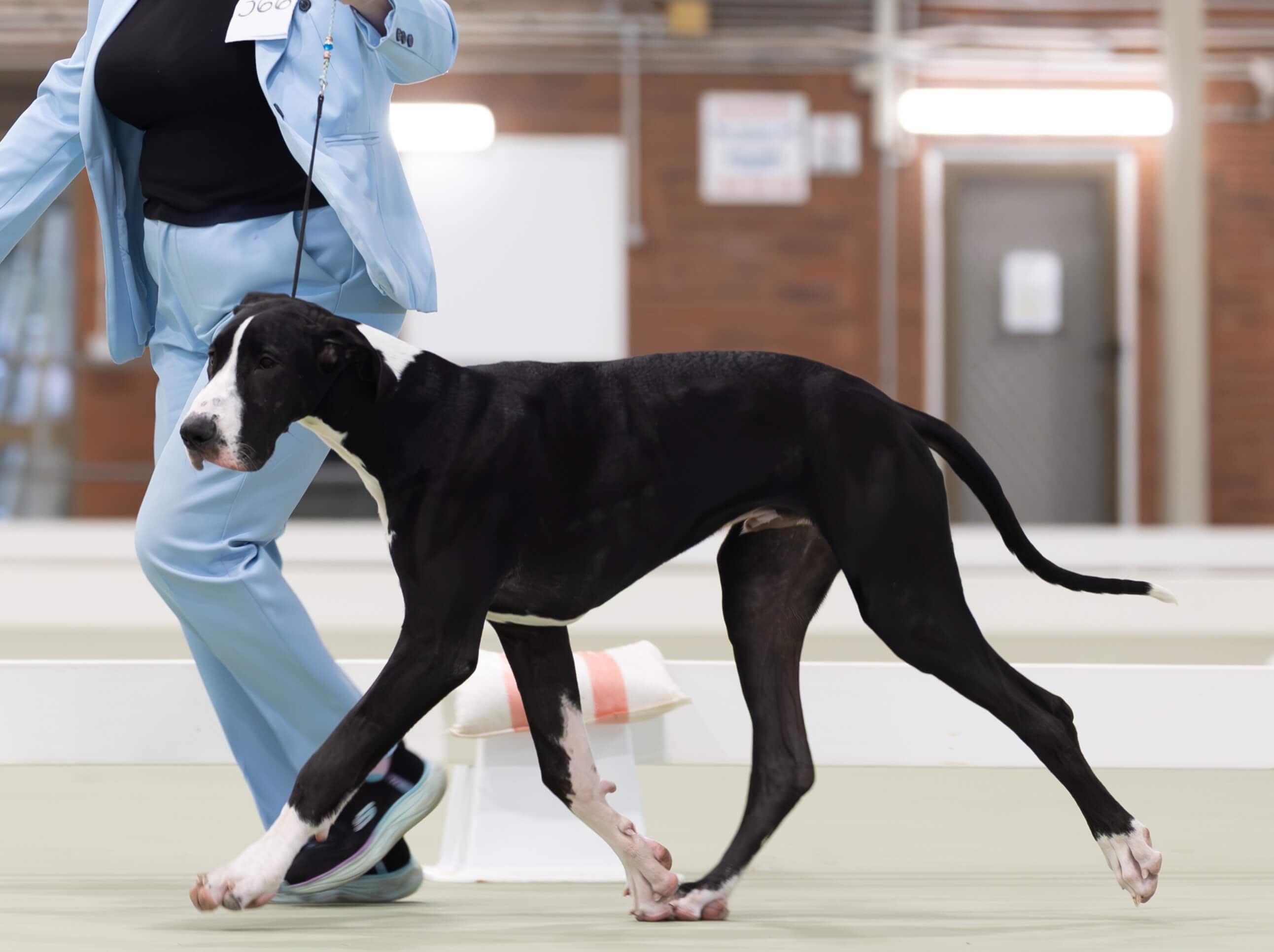 Dogs Rising Stars Omnimoon Halo Morning Star Great Dane - Owned by Gary James