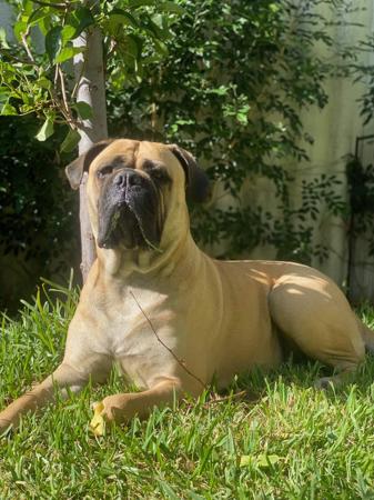 Bullmastiff for sale by MARLYSANGELS