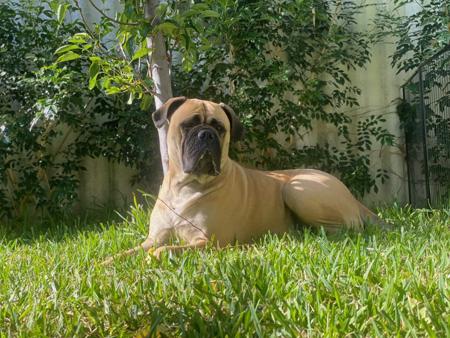 Bullmastiff for sale by MARLYSANGELS