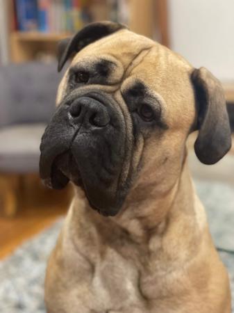 Bullmastiff for sale by MARLYSANGELS