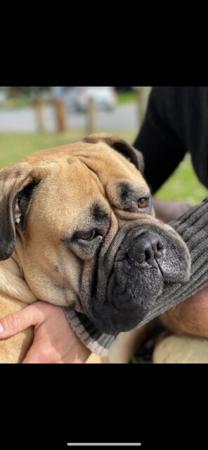 Bullmastiff for sale by MARLYSANGELS