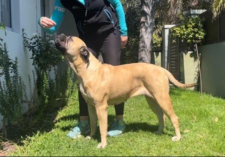 Bullmastiff for sale by MARLYSANGELS