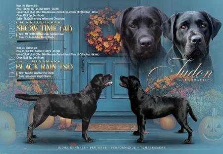 Labrador Retriever for sale by JUDON