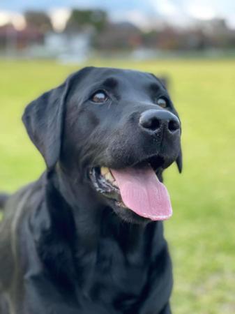 Labrador Retriever for sale by JUDON