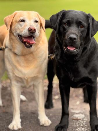 Labrador Retriever for sale by JUDON