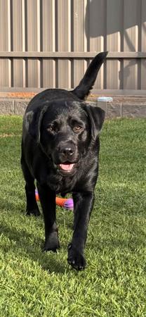 Labrador Retriever for sale by JUDON