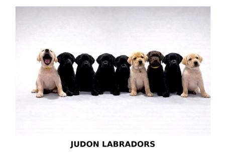 Labrador Retriever for sale by JUDON