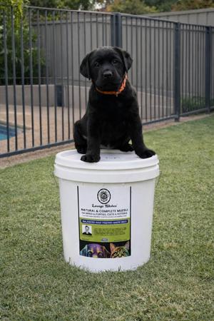 Labrador Retriever for sale by JUDON