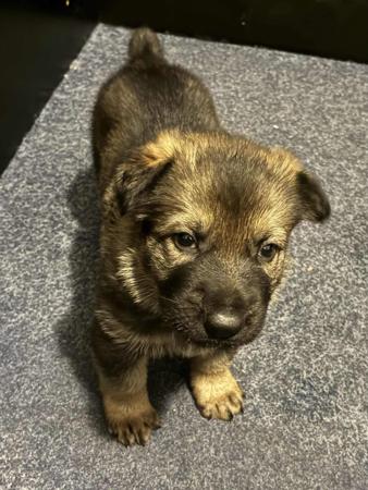 German Shepherd Dog for sale by PFADFINDERIN