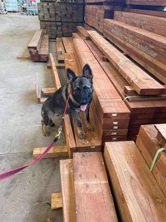 German Shepherd Dog for sale by PFADFINDERIN