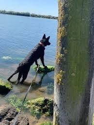 German Shepherd Dog for sale by PFADFINDERIN