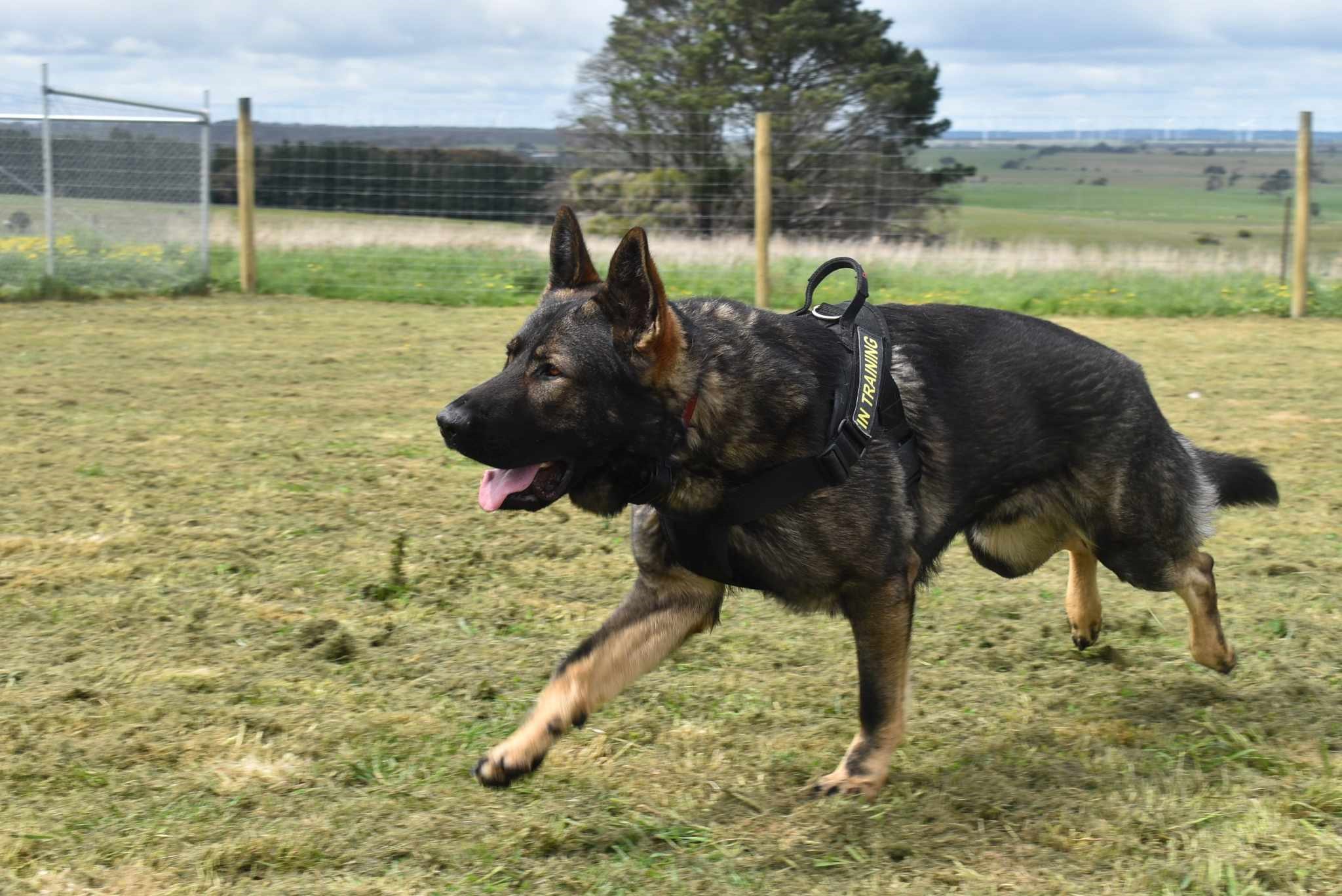 German Shepherd Dog for sale by PFADFINDERIN