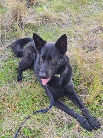 German Shepherd Dog for sale by PFADFINDERIN