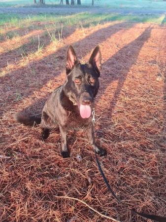 German Shepherd Dog for sale by PFADFINDERIN