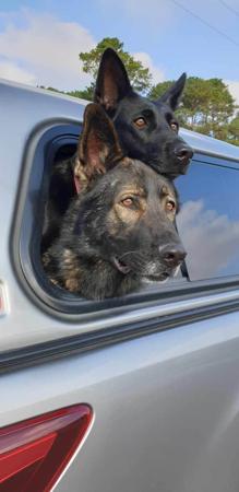 German Shepherd Dog for sale by PFADFINDERIN