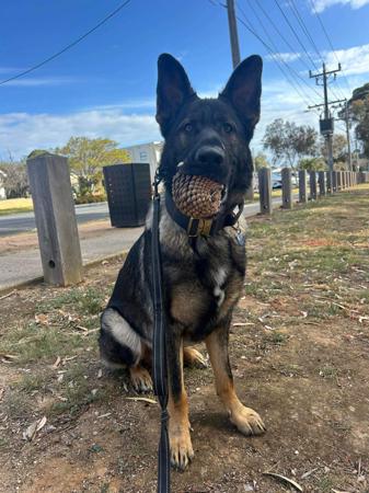 German Shepherd Dog puppy for sale by PFADFINDERIN