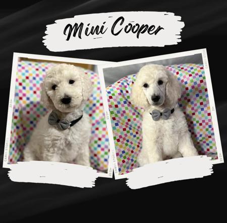 Poodle (Standard) for sale by AFINS