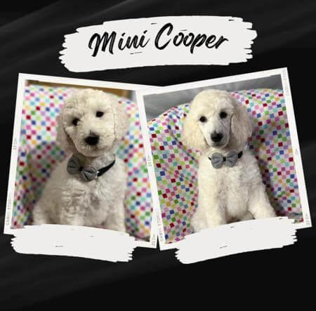 Poodle (Standard) dog for sale by AFINS