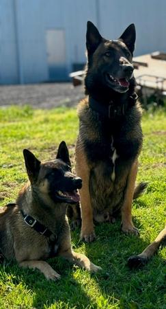 Belgian Shepherd Dog (Malinois) for sale by MACHINEMAL