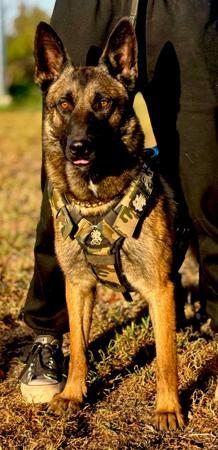 Belgian Shepherd Dog (Malinois) for sale by MACHINEMAL