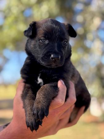 Belgian Shepherd Dog (Malinois) for sale by MACHINEMAL