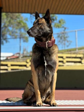 Belgian Shepherd Dog (Malinois) for sale by MACHINEMAL