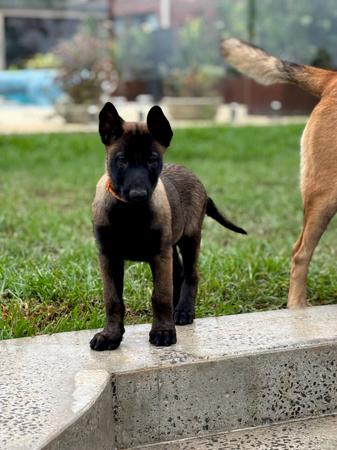 Belgian Shepherd Dog (Malinois) for sale by MACHINEMAL