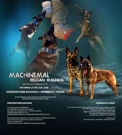 Belgian Shepherd Dog (Malinois) for sale by EDGERTONPARK