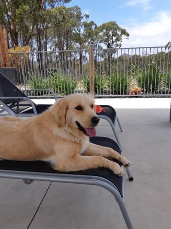Golden Retriever for sale by PIPAROUA