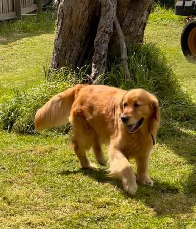 Golden Retriever for sale by PIPAROUA