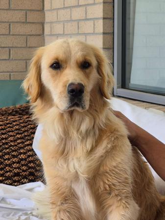 Golden Retriever for sale by PIPAROUA