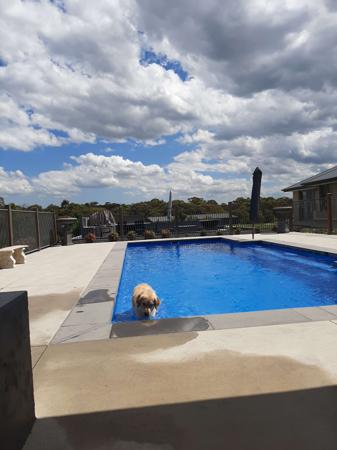 Golden Retriever for sale by PIPAROUA