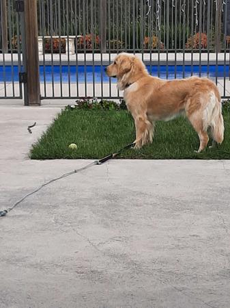 Golden Retriever for sale by PIPAROUA