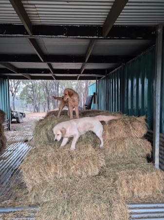 Golden Retriever for sale by PIPAROUA
