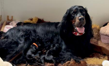 Gordon Setter for sale by KLOUDSPLITR