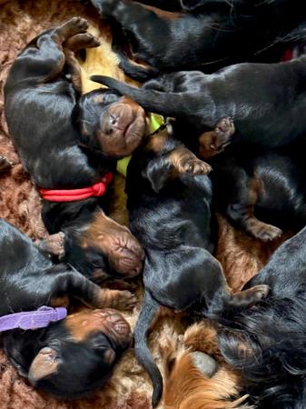 Gordon Setter for sale by KLOUDSPLITR
